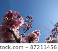 Sakura and blue sky white space 87211456