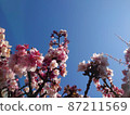 Sakura and blue sky with branches on the copy space 87211569