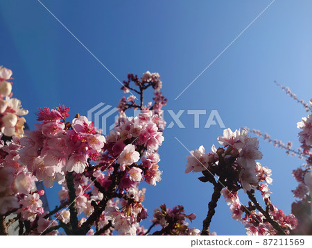 Sakura and blue sky with branches on the copy space Sakura and blue sky with branches on the copy space 87211569