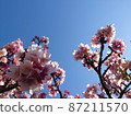 Sakura and blue sky shining on the copy space 87211570