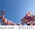 Sakura and blue sky, the center of the copy space that stretches into the sky 87211571