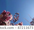 Sakura and blue sky Hanasaki on the copy space 87211673