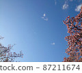 Sakura and blue sky looking up, copy space center vertical 87211674