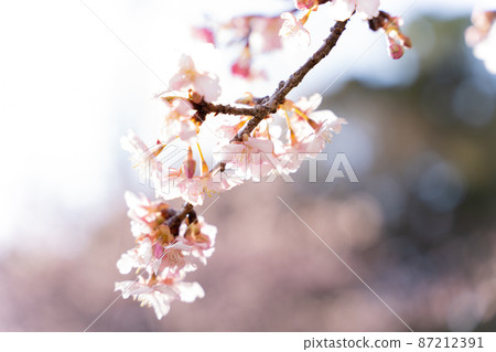 Cherry Blossom Cherry Blossom 87212391