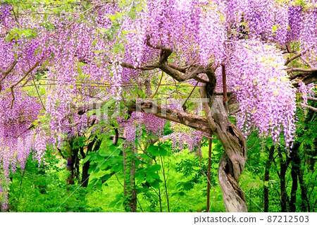  紫藤花 87212503