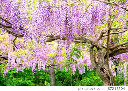  紫藤花 87212504