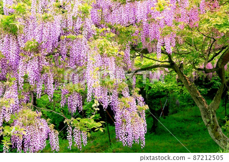  紫藤花 87212505