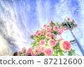 Early summer rose tower in full bloom in the blue sky 87212600