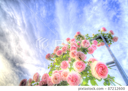 Early summer rose tower in full bloom in the blue sky Early summer rose tower in full bloom in the blue sky 87212600