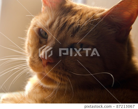 A cat with a gaze saying "What are you looking at?" 87213067