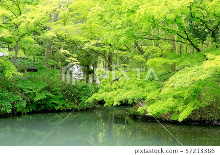 走山神社的鮮綠 87213386