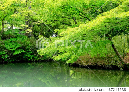 走山神社的鮮綠 87213388