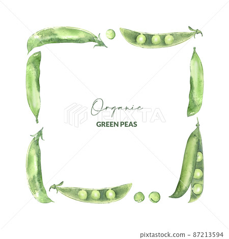 Watercolor pea pods. Illustrated organic food. Border design for menu, receipt, label and packaging. Watercolor pea pods. Illustrated organic food. Border design for menu, receipt, label and packaging. 87213594