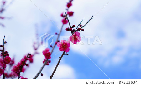 春天發芽的梅花 87213634