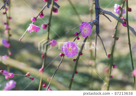 Dangling plum Dangling plum 87213638