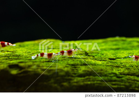 紅蜂蝦蝦 紅蜂蝦蝦 87213898