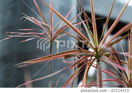 Concinne foliage plant Concinne foliage plant 87214223