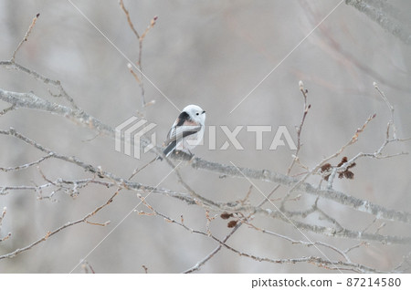 Snow Fairy @ Shimaenaga 87214580