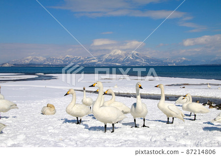 Lake Inawashiro and Swan (Fukushima Prefecture, Konanmachi, Aomatsuhama) 87214806