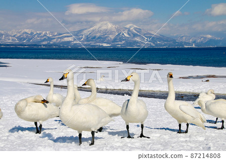 Lake Inawashiro and Swan (Fukushima Prefecture, Konanmachi, Aomatsuhama) Lake Inawashiro and Swan (Fukushima Prefecture, Konanmachi, Aomatsuhama) 87214808