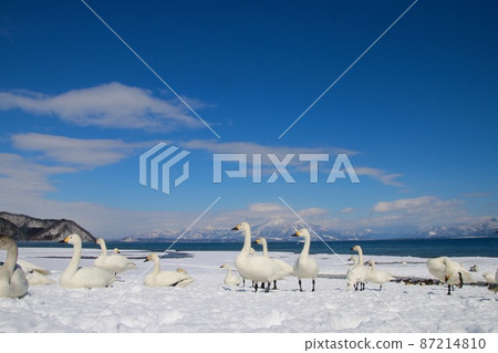 豬苗代湖和天鵝（福島縣、金南町、青松濱） 87214810