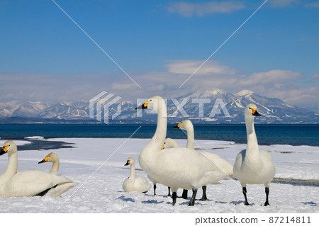 豬苗代湖和天鵝（福島縣、金南町、青松濱） 87214811
