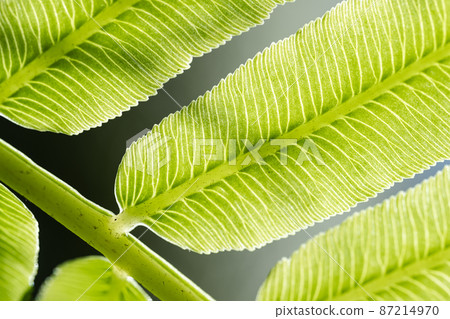 Young leaves of Ryubintai sprout Young leaves of Ryubintai sprout 87214970