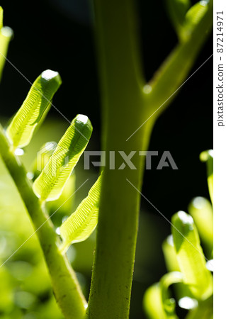 Young leaves of Ryubintai sprout Young leaves of Ryubintai sprout 87214971