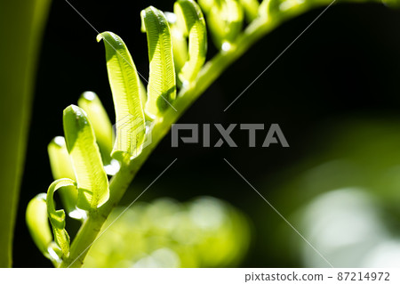 Young leaves of Ryubintai sprout 87214972