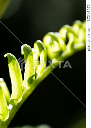 Young leaves of Ryubintai sprout Young leaves of Ryubintai sprout 87214973