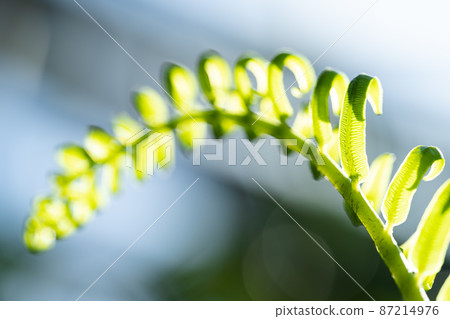 Young leaves of Ryubintai sprout Young leaves of Ryubintai sprout 87214976