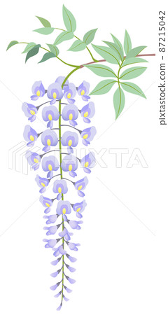 Wisteria flower white background 87215042