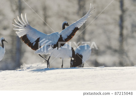丹頂鶴（北海道鶴居）沐浴著晨光，展翅落地 87215048