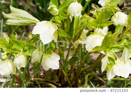 White Christmas rose in the spring garden 87215103