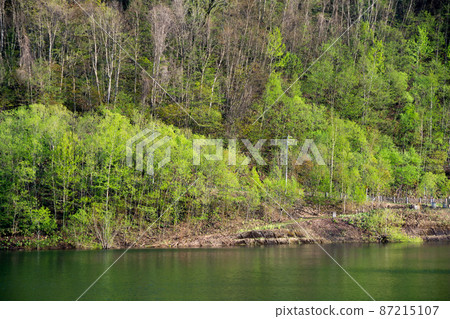 Fresh green forest and lake Fresh green forest and lake 87215107