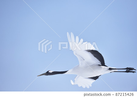 藍天下飛翔的丹頂鶴（北海道鶴居） 87215426