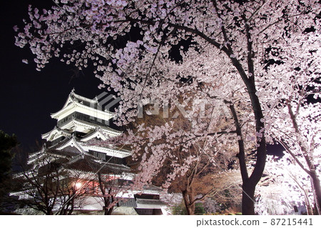 4月在信州松本市，國寶松本城天守閣燈火通明，櫻花競相爭豔的早春夜景。 87215441