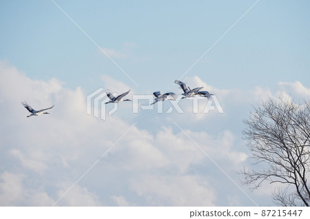 一群起重機在蔚藍的天空中飛翔（北海道鶴井） 87215447