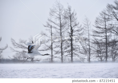 丹頂鶴（北海道鶴居）起飛前從餵食區起飛 87215451
