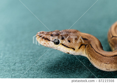 Ball python python Ball python python 87215508