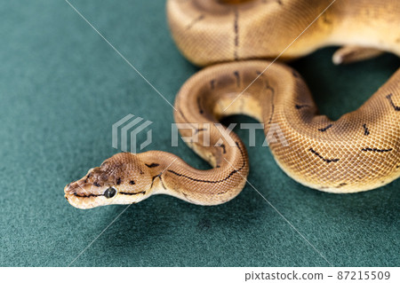 Ball python python 87215509