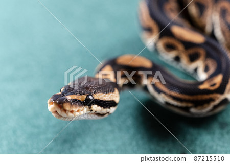 Ball python python Ball python python 87215510