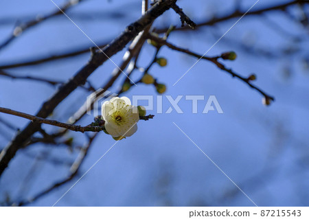 Plum blossoms in Children's Nature Park 87215543