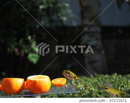 A cute white-eye flies around in search of oranges when it's time to eat 87215672