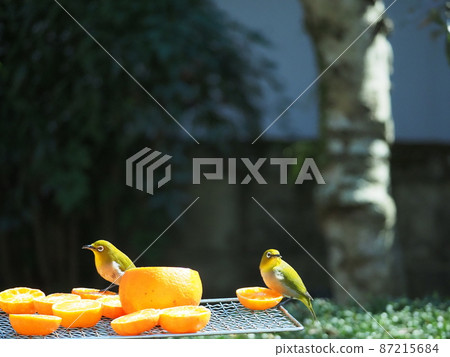 A cute white-eye flies around in search of oranges when it's time to eat A cute white-eye flies around in search of oranges when it's time to eat 87215684