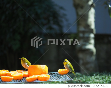 A cute white-eye flies around in search of oranges when it's time to eat 87215690