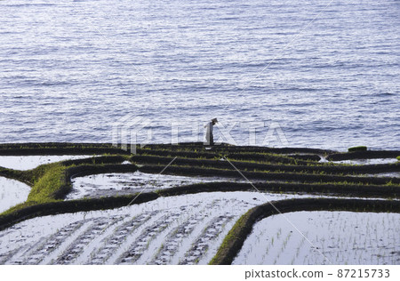 日本海水稻梯田的日落 日本海水稻梯田的日落 87215733