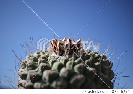 仙人掌仙人掌菊 87216255