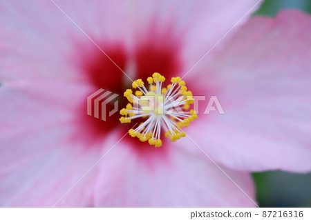 圖片 照片 花 粉紅色 87216316