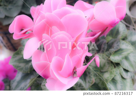 圖片 照片 花 粉紅色 87216317